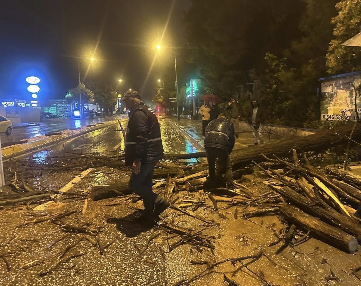 Kuvvetli Rüzgar Ağacı Kökünden Söktü!